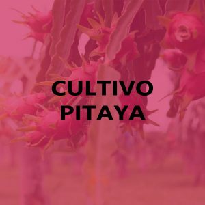 Cultivo Pitaya
